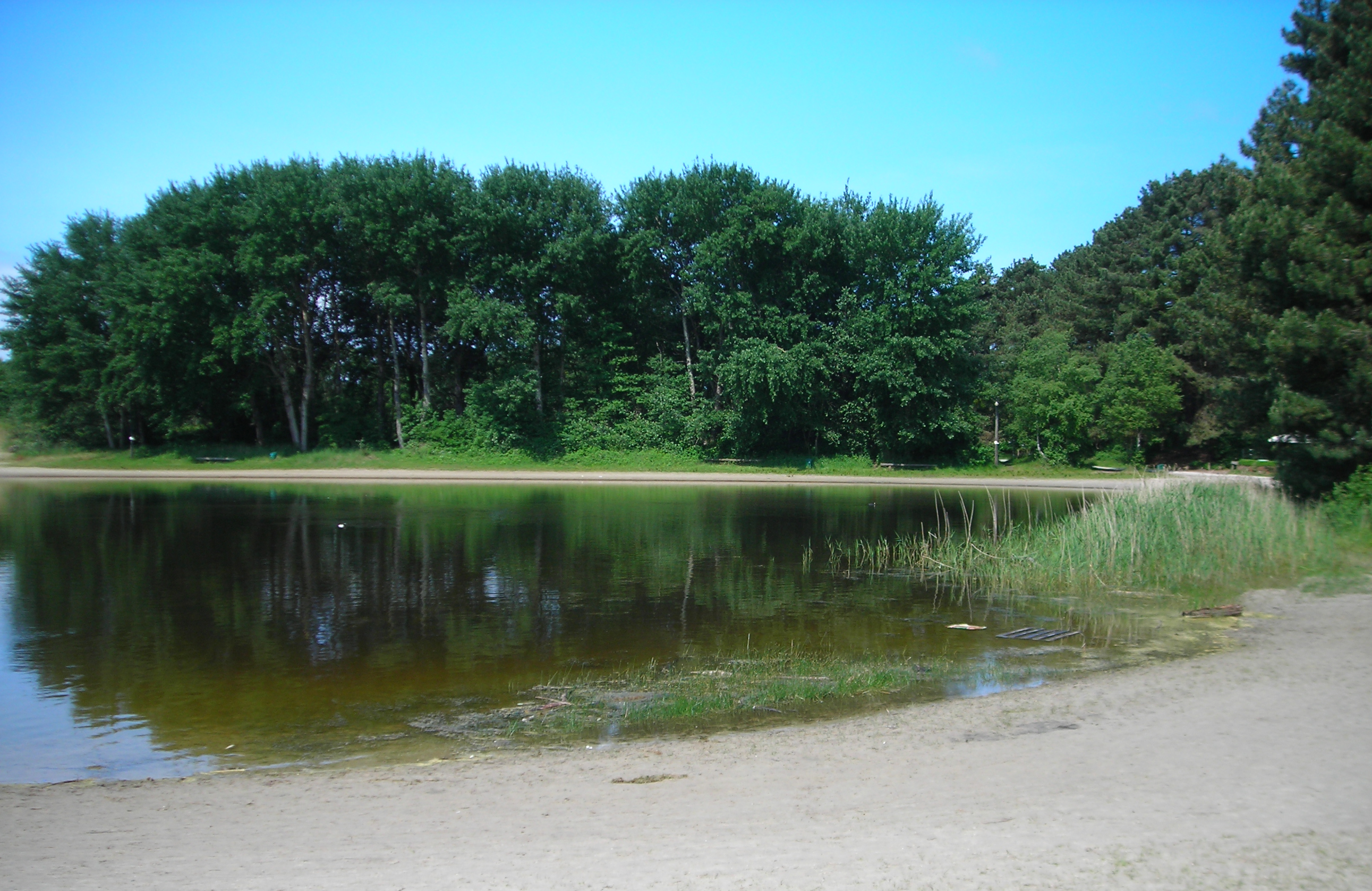 Berkenplas
