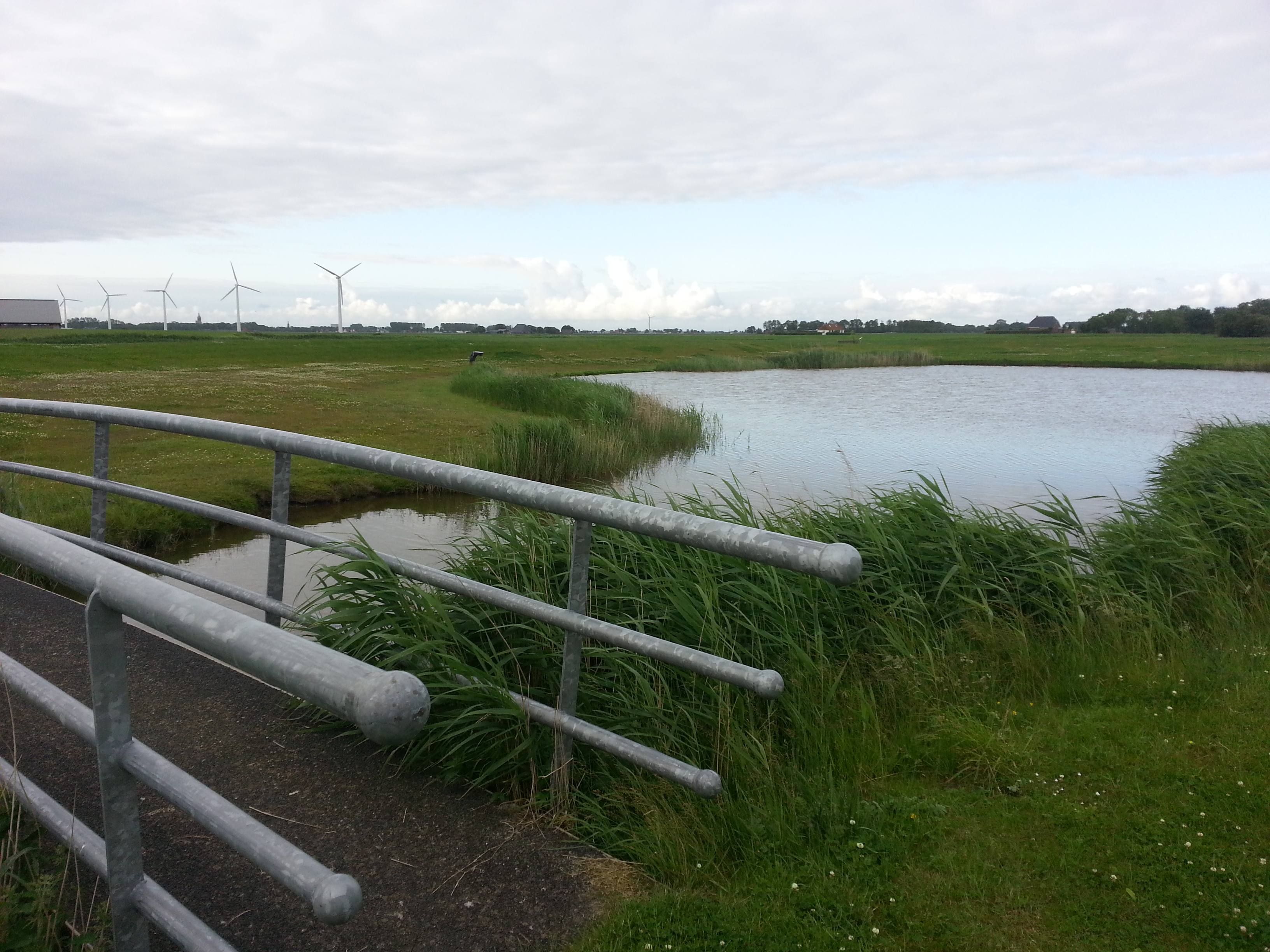 De Swanneblom