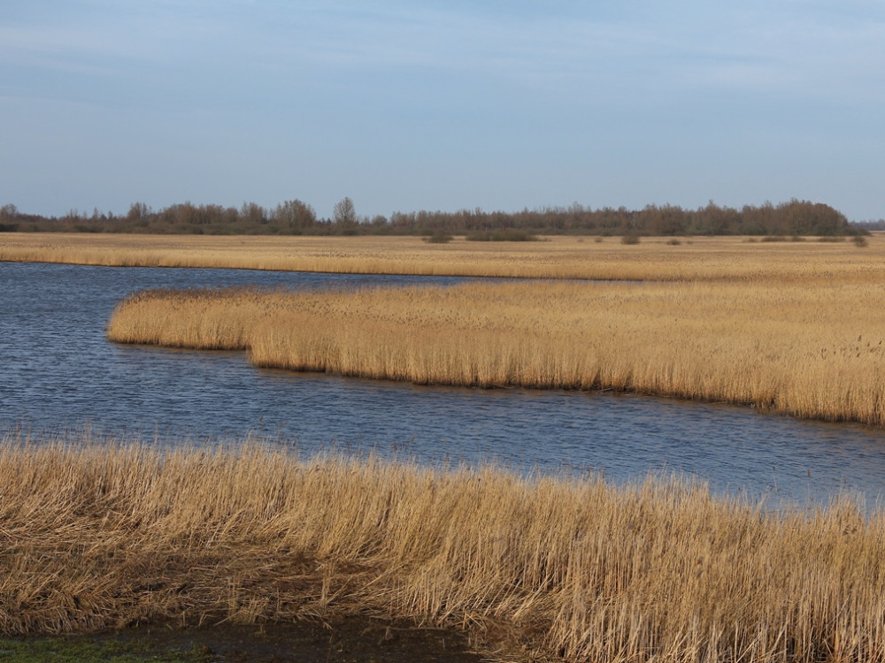 Lauwersmeer, strand lepelaar