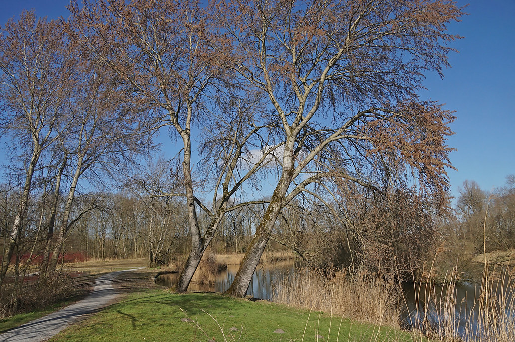 Amsterdamse bos