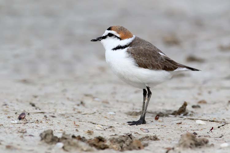 Breskens, overgang Strandplevier